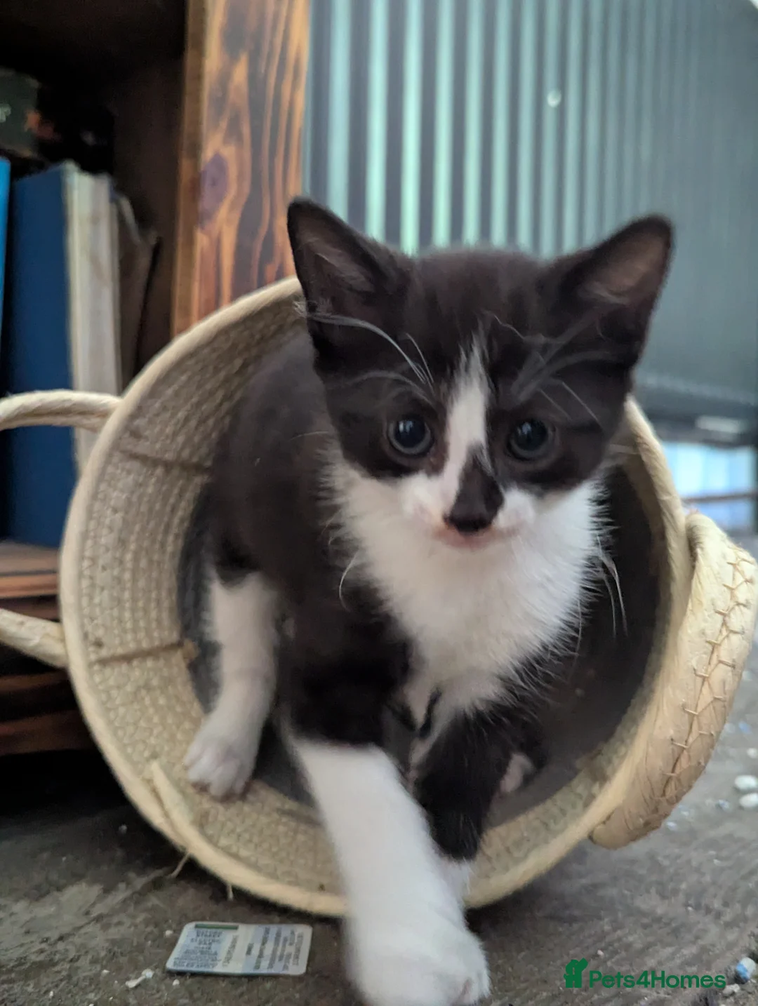 Mixed Breed cats for sale: Mother/Queen cat (2 year old) and three kittens in Llanfyllin - Advert 2