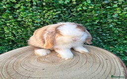 Mini Lop rabbits for sale: Mini lop babies 🌟 in Hartlepool - Image 20