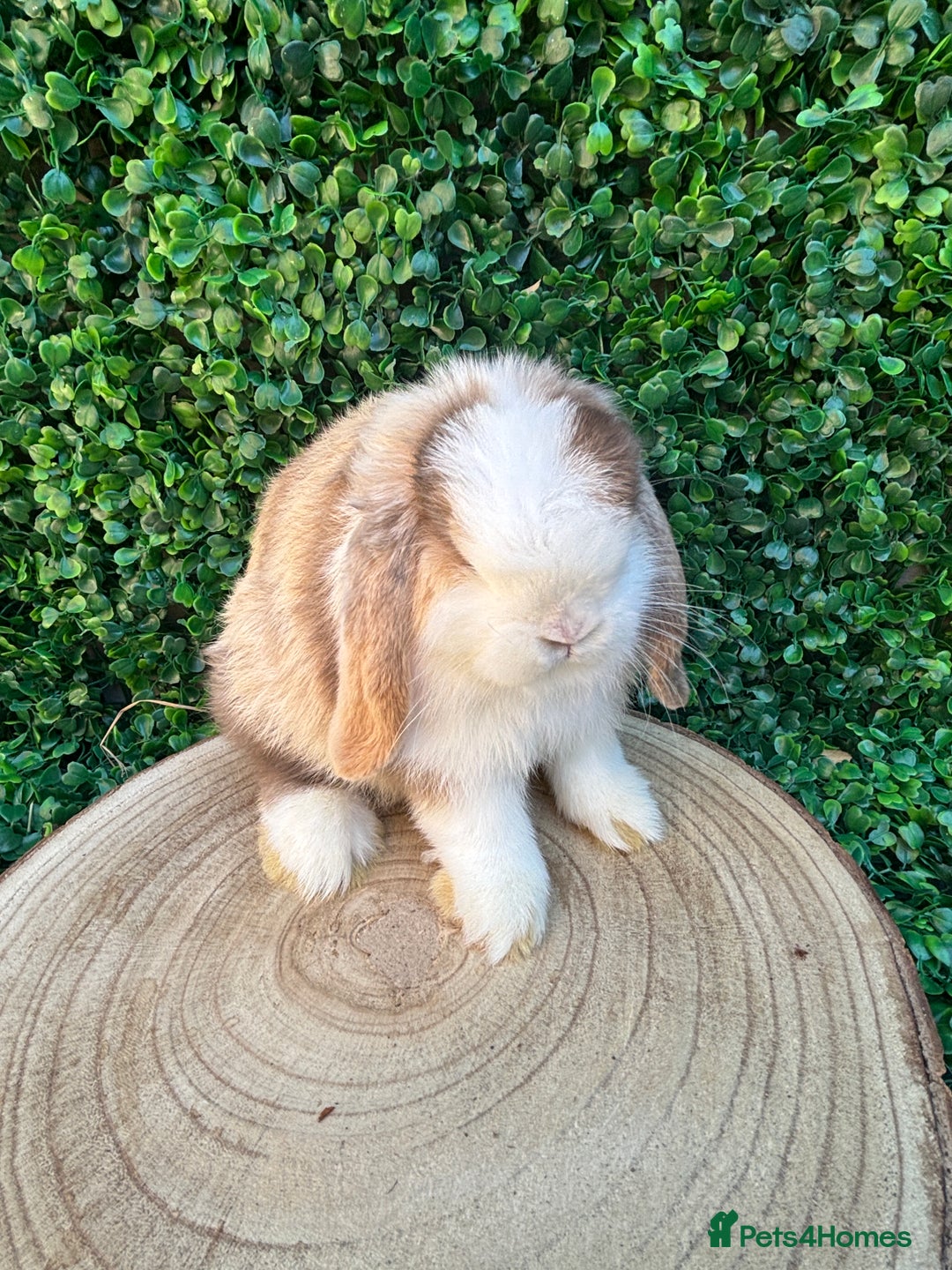 Mini Lop rabbits for sale: Mini lop babies 🌟 in Hartlepool - Image 20