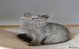 British Shorthair cats for sale: GCCF reg kittens looking for loving homes  - Image 8