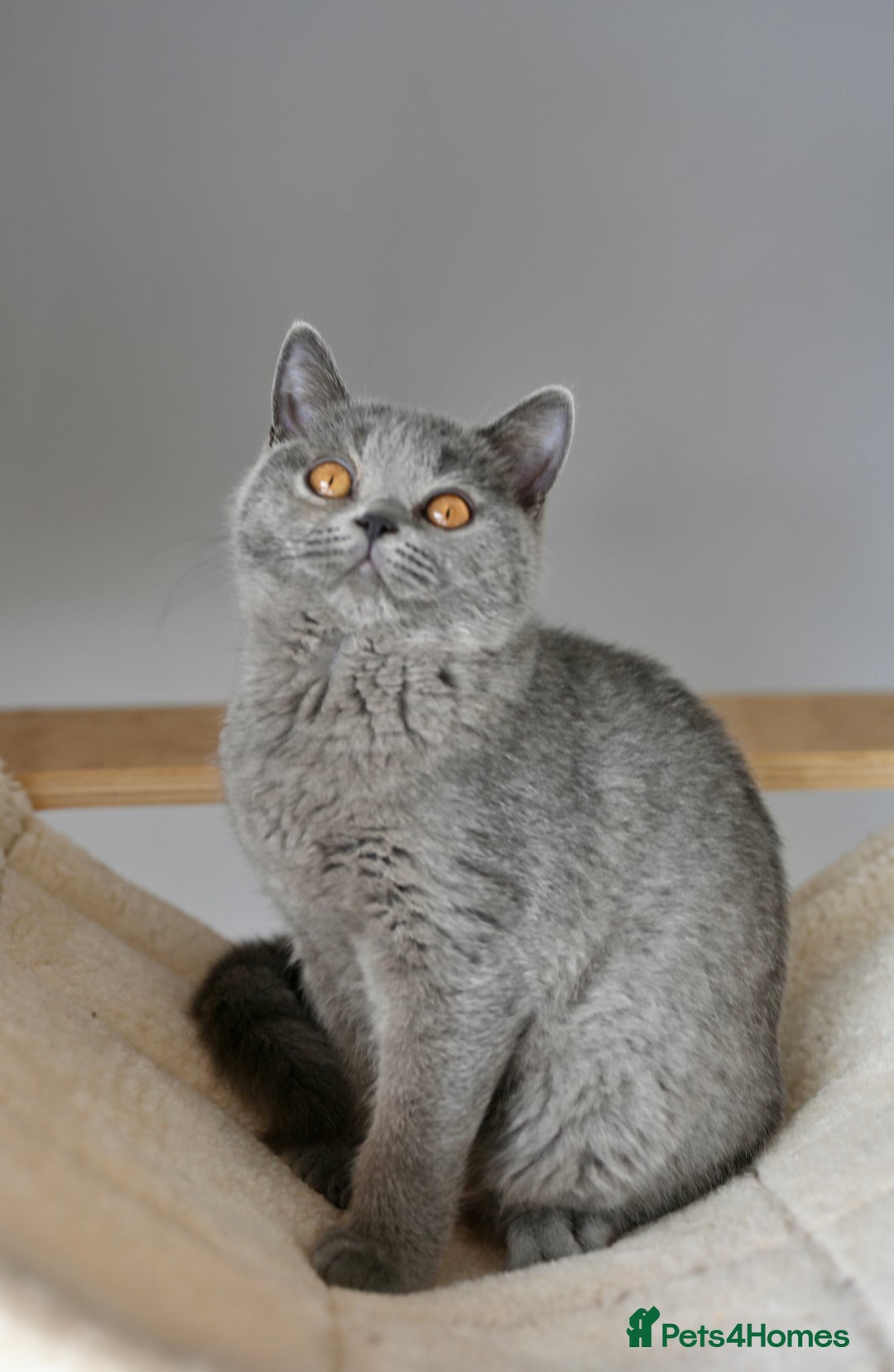 British Shorthair cats for sale: GCCF reg kittens looking for loving homes  - Image 8