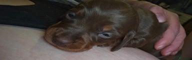 Miniature Dachshund Puppy 1