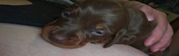 Miniature Dachshund dogs for sale: Miniature dashound - Advert 4