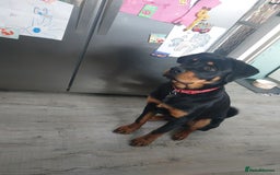 Rottweiler dogs for sale: Bobby the Rottie  - Image 6