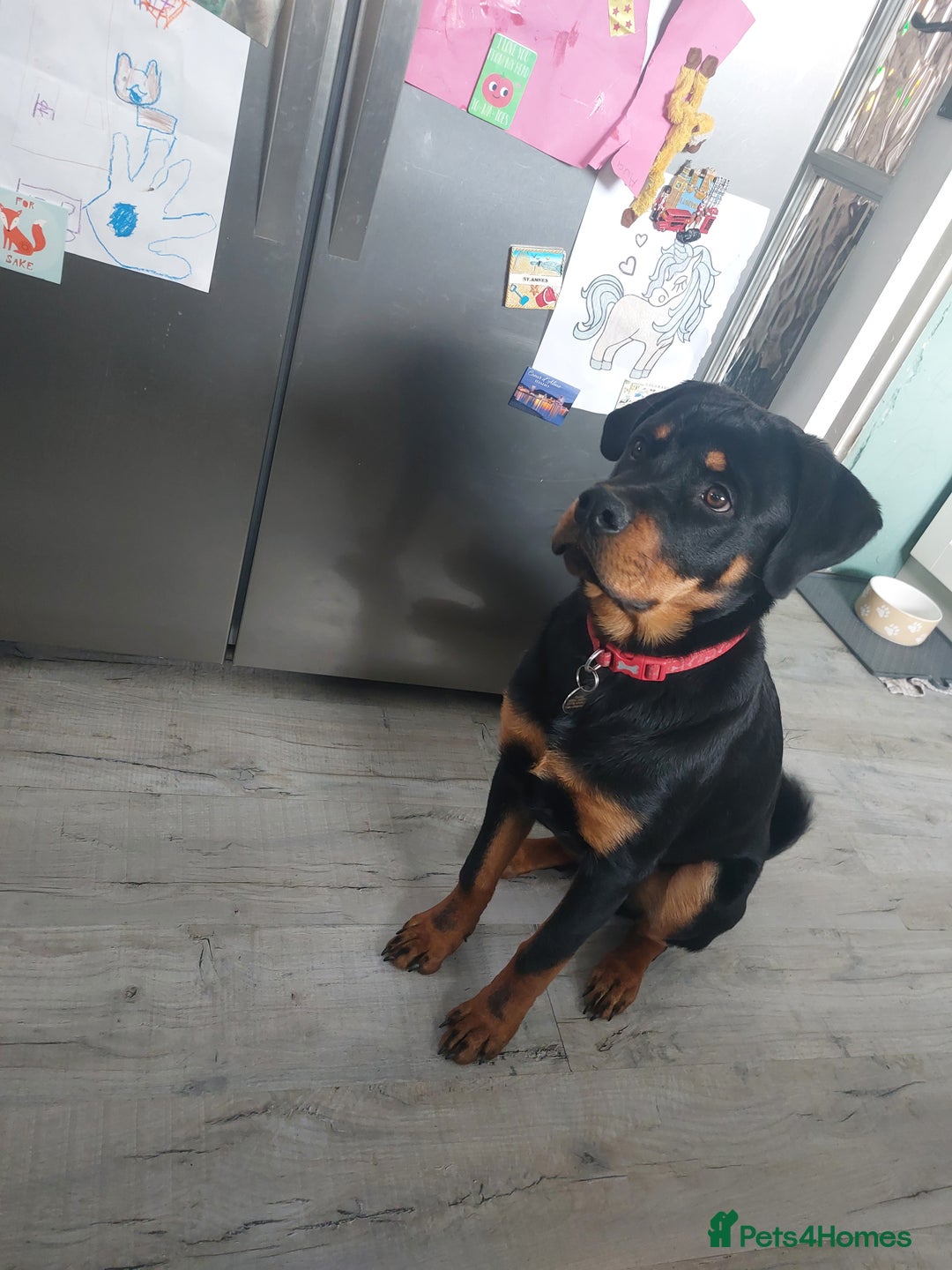 Rottweiler dogs for sale: Bobby the Rottie  - Image 6