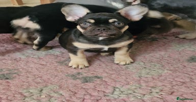 French Bulldog dogs - Advert 3