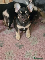 French Bulldog dogs - Advert 3