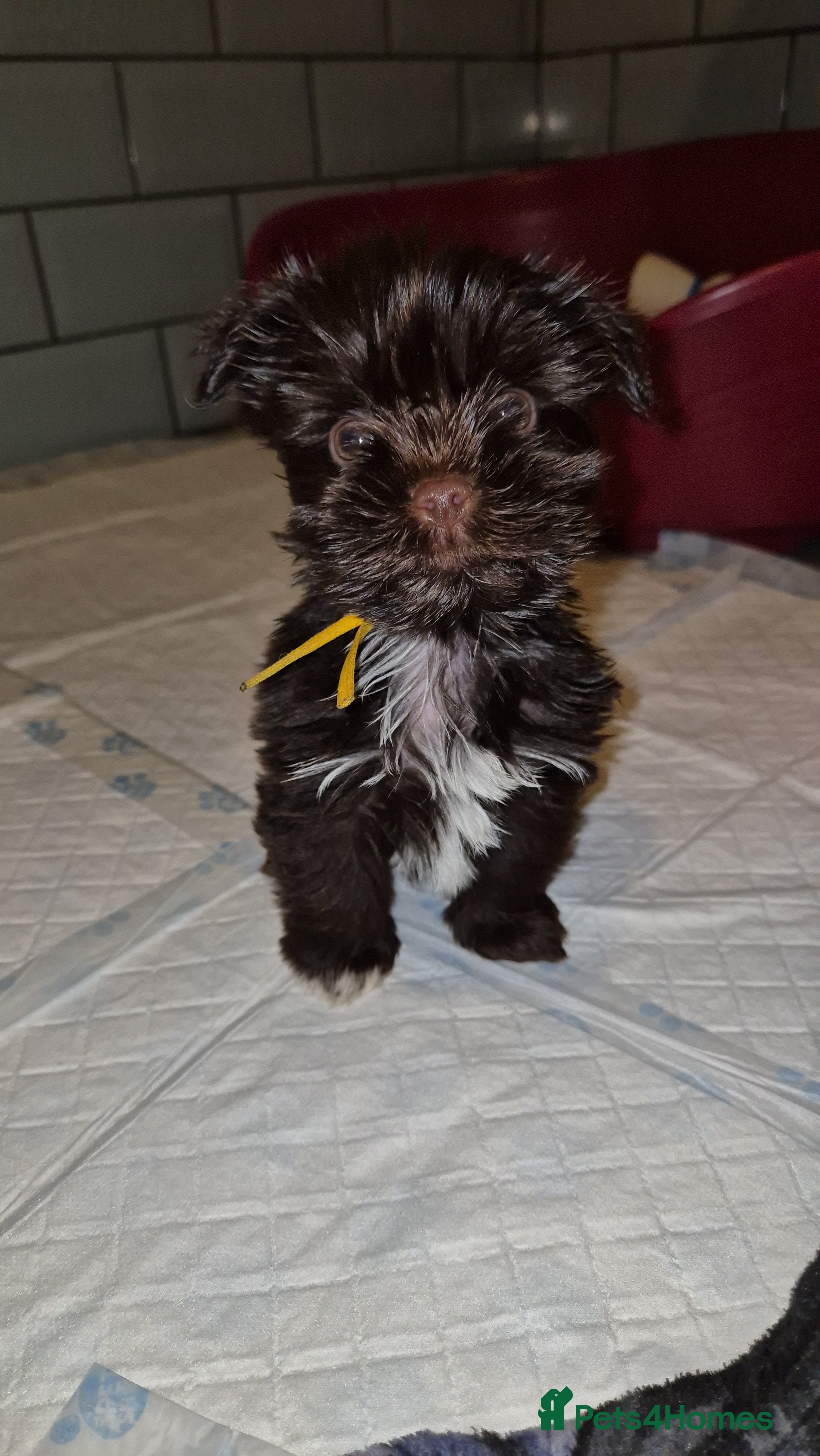 Yorkshire Terrier dogs Last chocolate Yorkshire Terrier boy - Advert 17