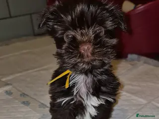 Yorkshire Terrier dogs Last chocolate Yorkshire Terrier boy - Advert 17