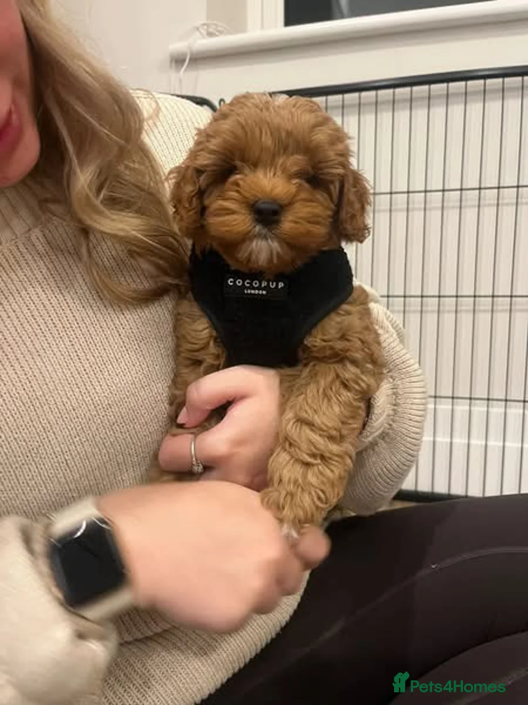 Toy Poodle dogs for stud: Charlie KC Toy poodle  extensively health tested  - Advert 20