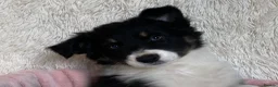 Border Collie dogs for sale: Border Collie Puppies from Health Tested Parents - Advert 3