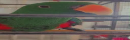 Parrots birds for sale: Talking Male Eclectus Parrot and huge cage  - Advert 2