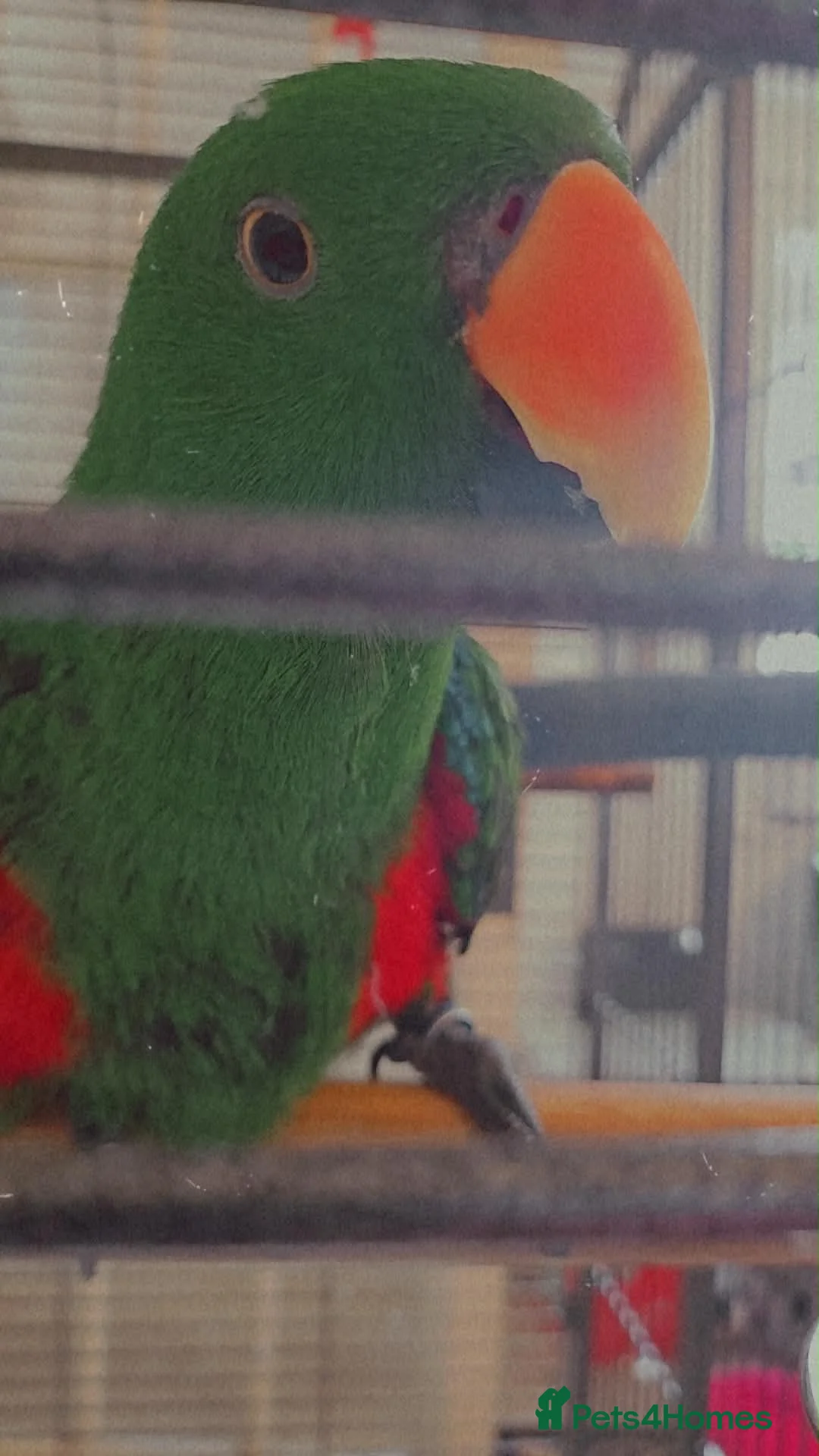 Parrots birds for sale: Talking Male Eclectus Parrot and huge cage  - Advert 2