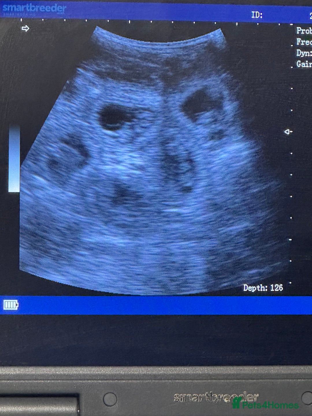 Dachshund dogs for sale: Dachshund Puppies – Waiting List Open 🐾 - Advert 4