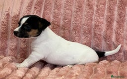 Jack Russell dogs for sale: Quality litter of beautiful Jack Russell puppies  - Image 9
