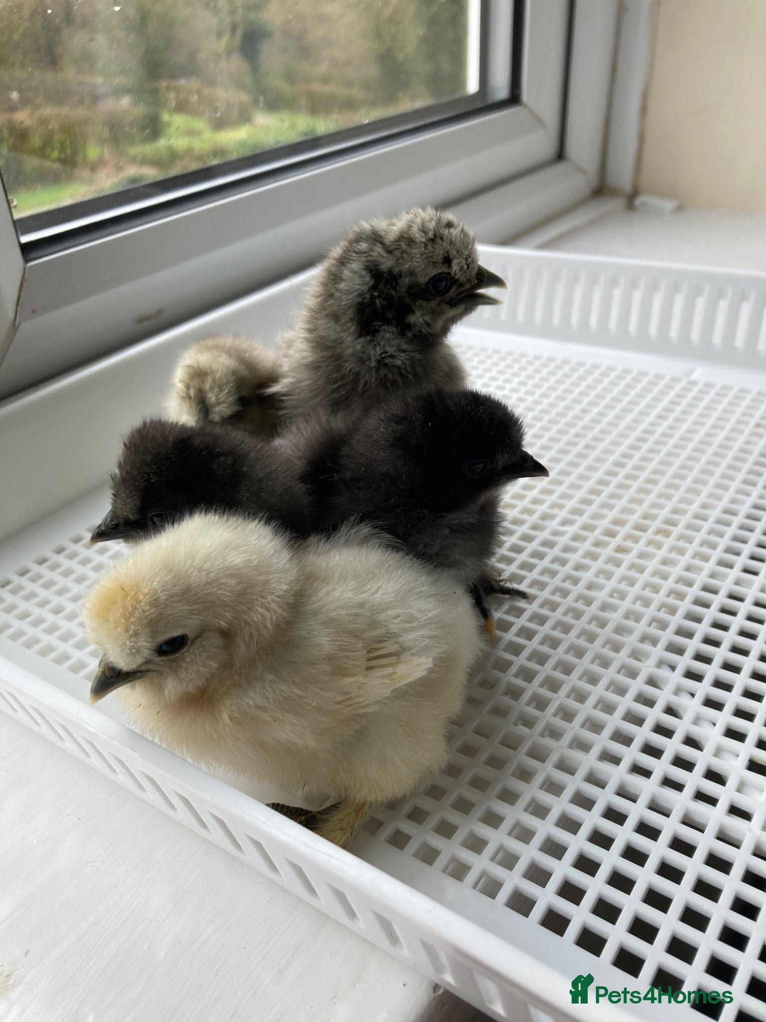 Chickens poultry Silkie chicks and hatching eggs - Advert 1