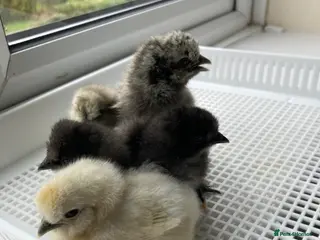 Chickens poultry for sale: Silkie chicks and hatching eggs - Advert 1