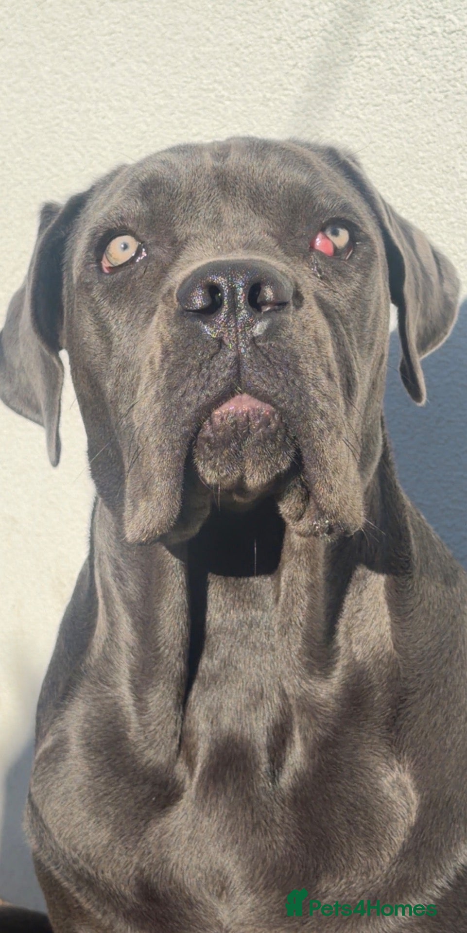 Cane Corso dogs Beautiful blue cane corso female - Advert 10
