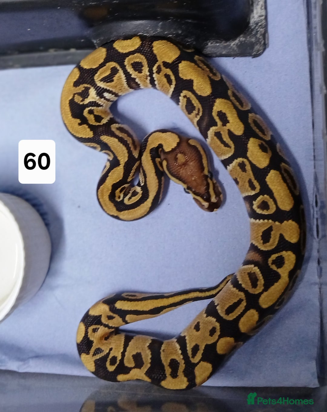 Python Snake reptiles for sale: Hatchling Royal Python's  - Image 27