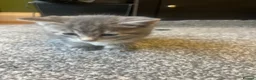 Mixed Breed cats for sale: Gray silver and tabby kittens for sale! - Advert 38