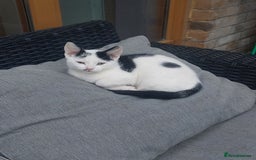 British Shorthair cats for sale: Black and white male 13 week kitten  - Image 2