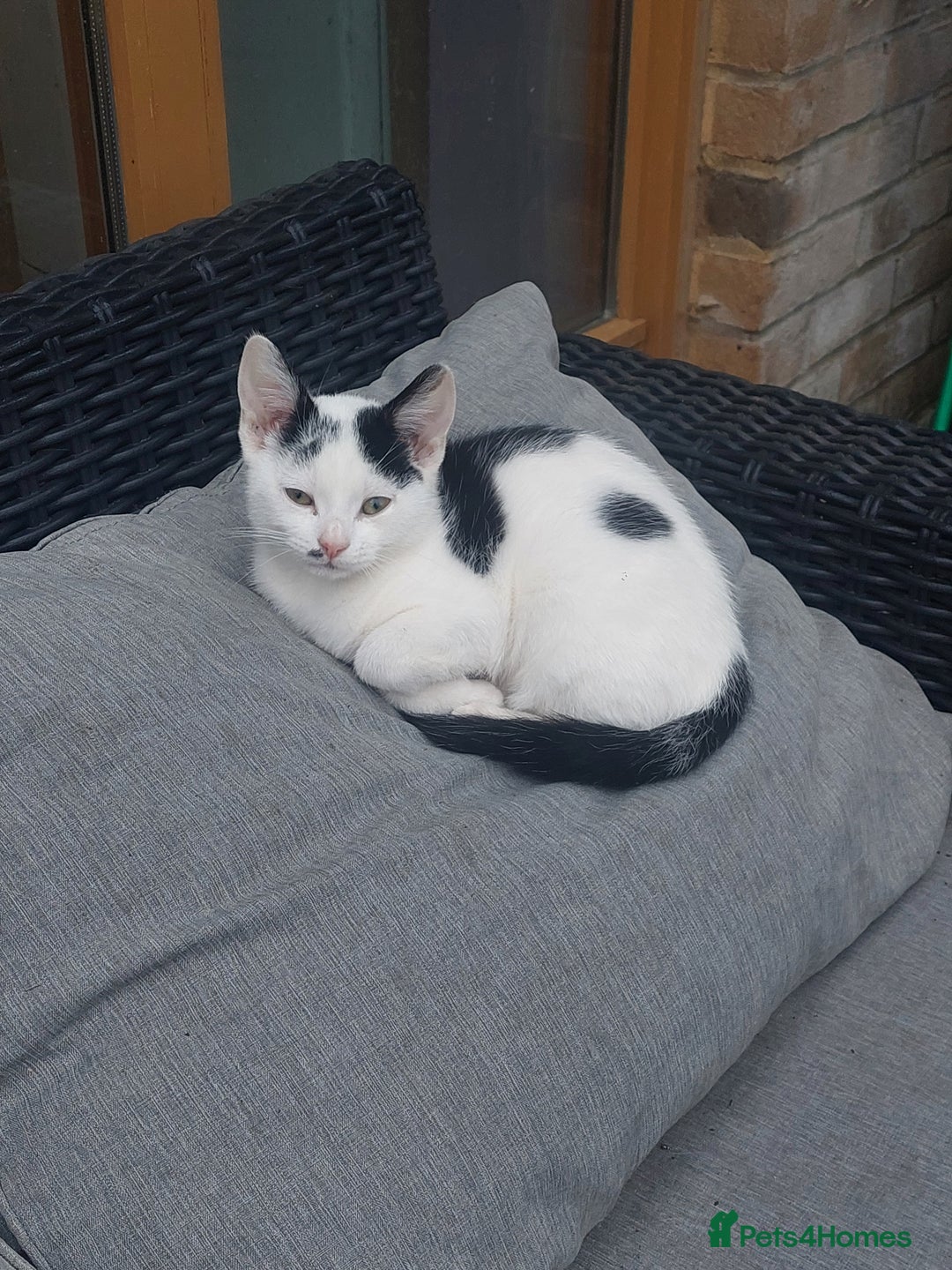 British Shorthair cats for sale: Black and white male 13 week kitten  - Image 2