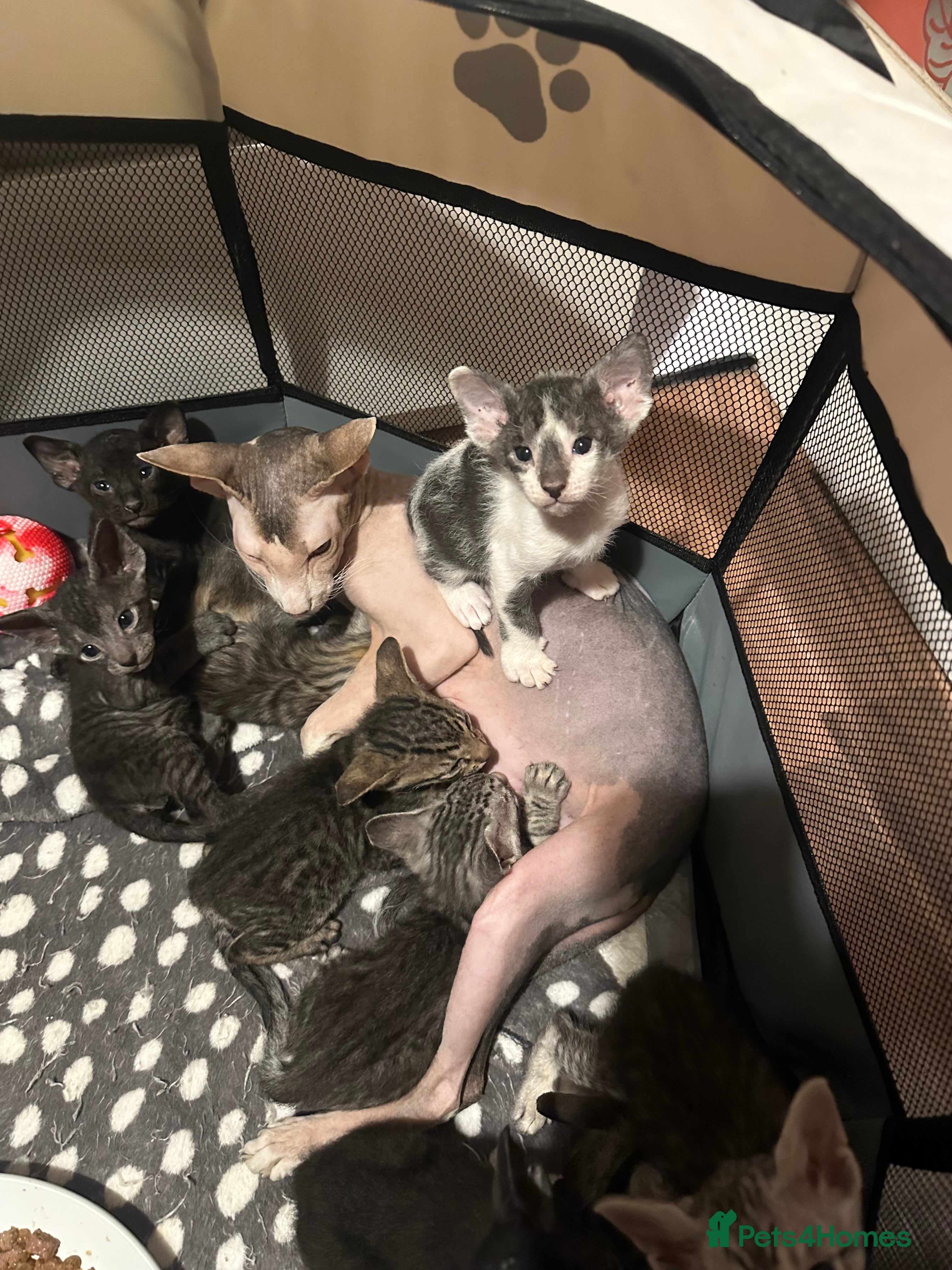 Mixed Breed cats Amazing Crossed Peterbald Kittens !!! - Advert 3