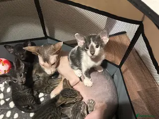 Mixed Breed cats Amazing Crossed Peterbald Kittens !!! - Advert 1