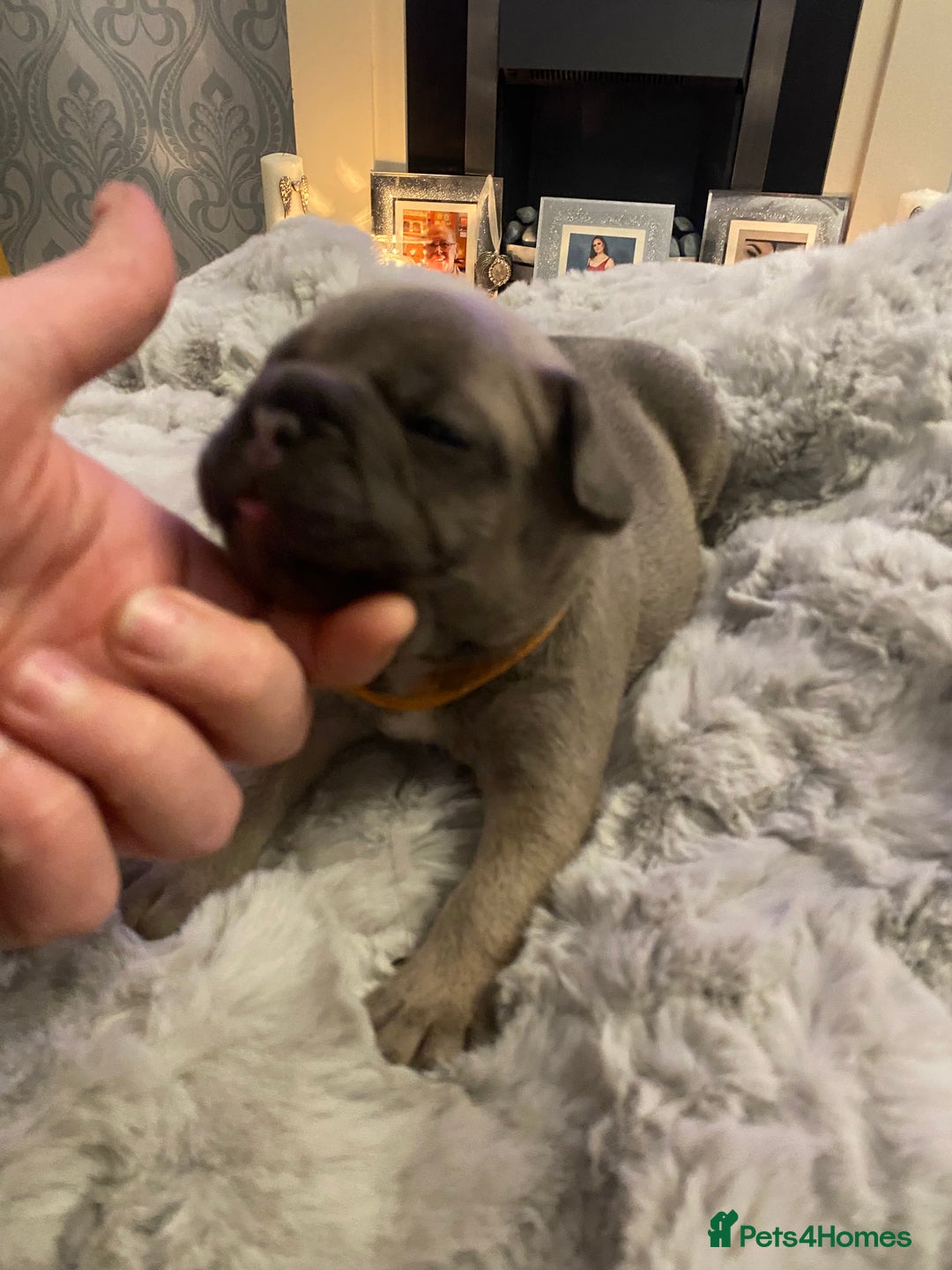 French Bulldog dogs for sale: Stunning chunky French bulldog pups  - Advert 4