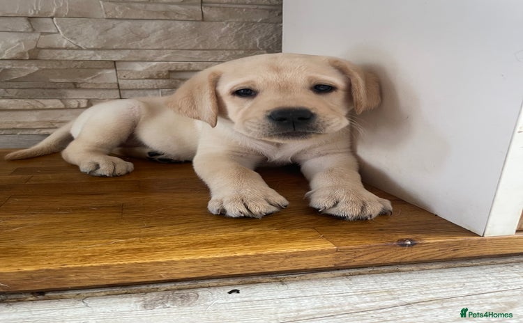 Labrador Retriever dogs - Advert 17