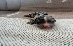 Cocker Spaniel dogs for sale: DNA Health Tested Merle Cocker Spaniel Puppies - Image 10