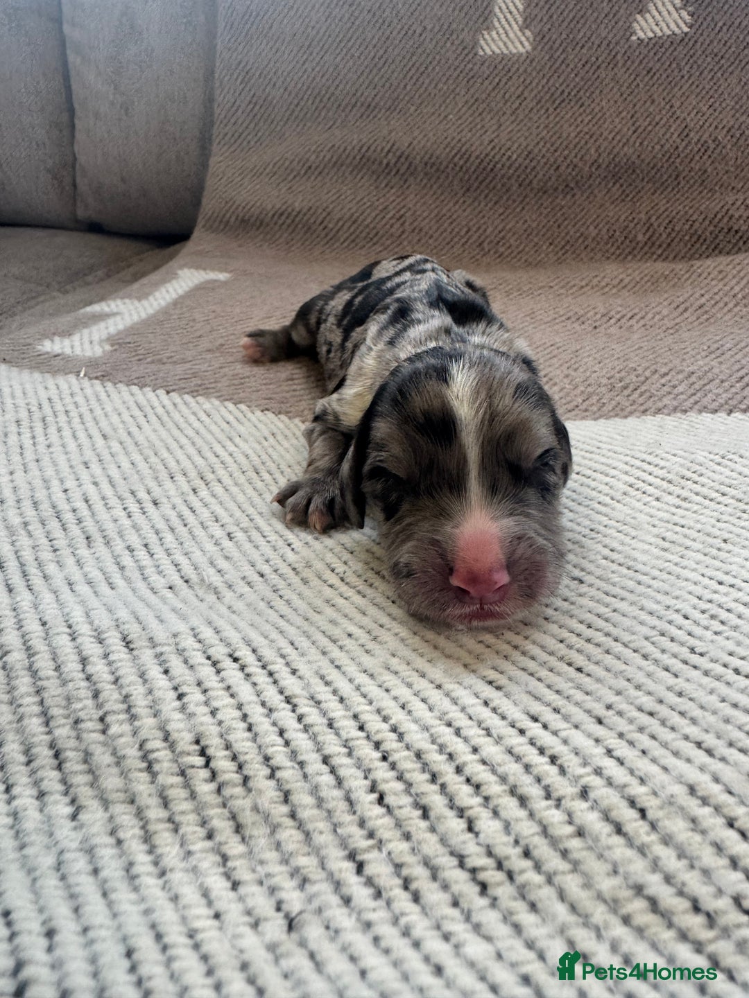 Cocker Spaniel dogs for sale: DNA Health Tested Merle Cocker Spaniel Puppies - Image 10