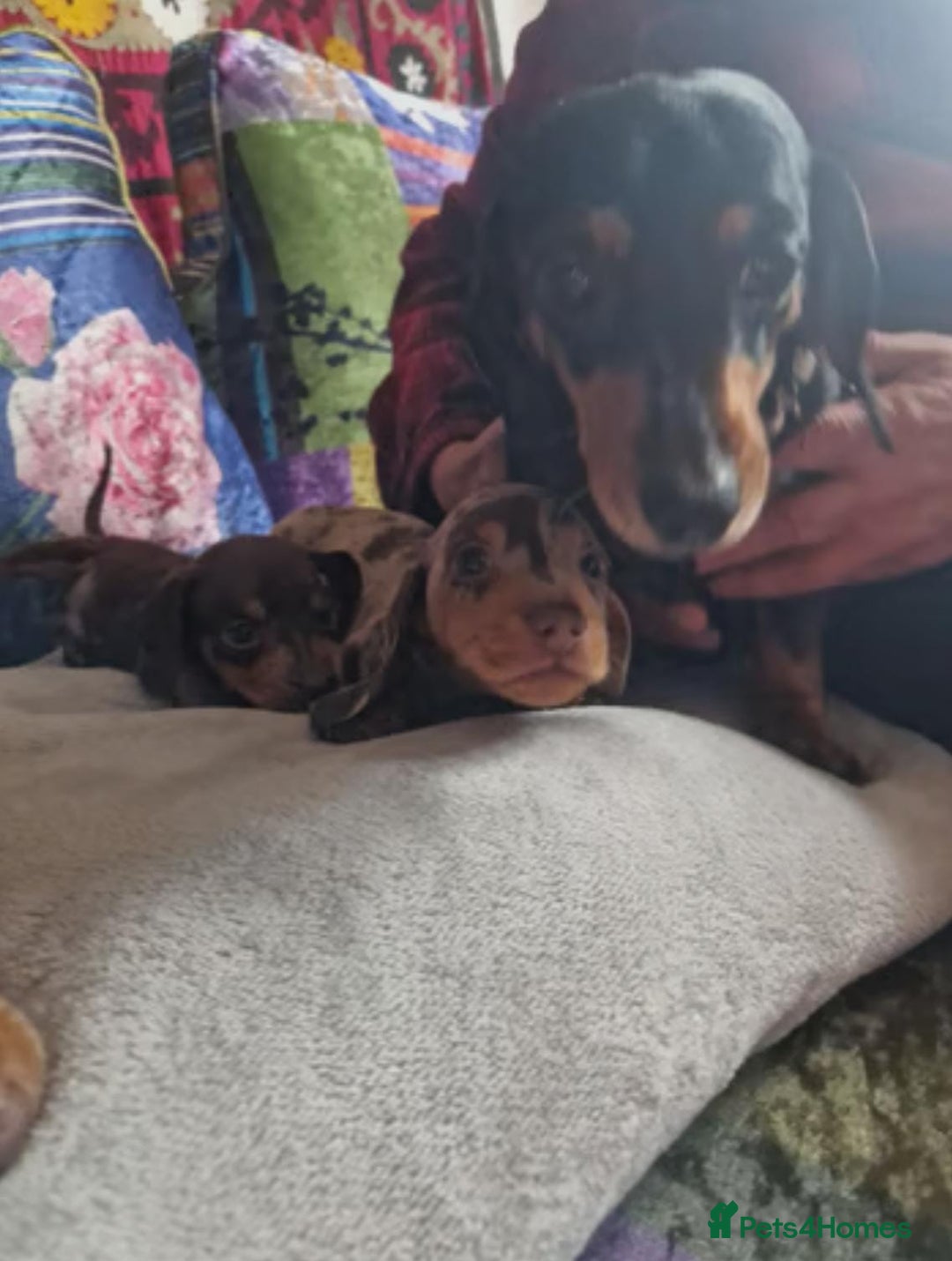 Miniature Dachshund dogs for sale: AWESOME MINIATURE DACHSHUND PUPPIES - Image 6