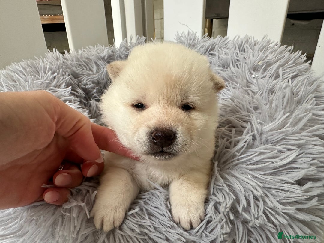 Japanese Shiba Inu dogs for sale: Japanese Shiba Inu puppies - Image 12