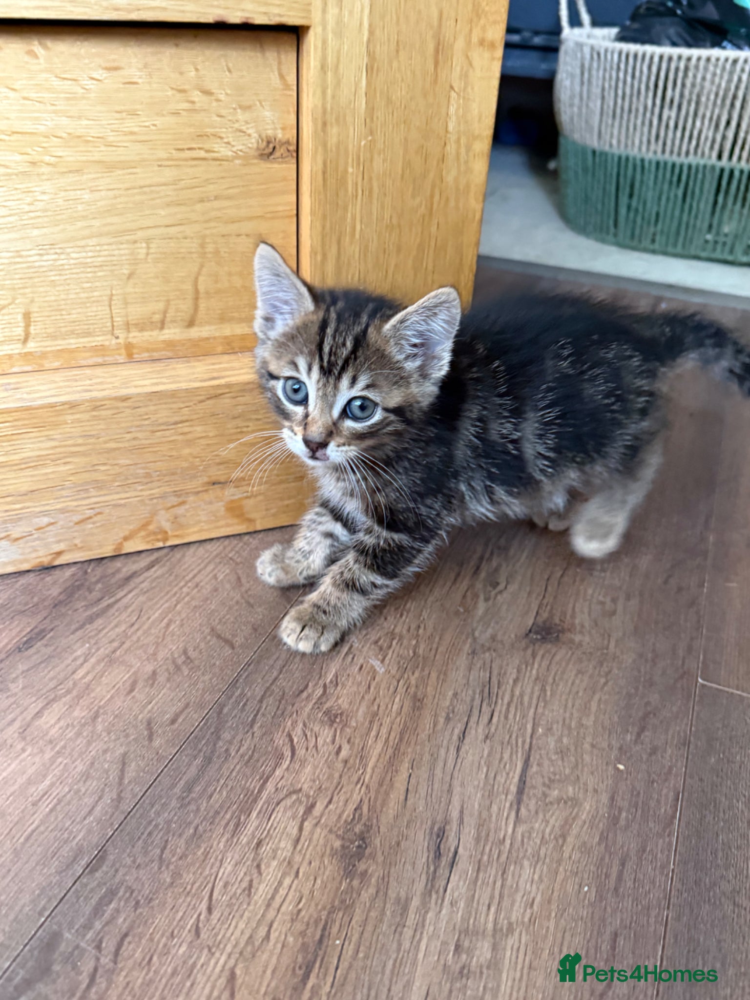 Mixed Breed cats for sale: 3 kittens for sale - Advert 4