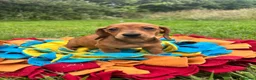 Miniature Dachshund dogs for sale: BEAUTIFUL PRA CLEAR & KC REG MINI DACHSHUNDS - Advert 18