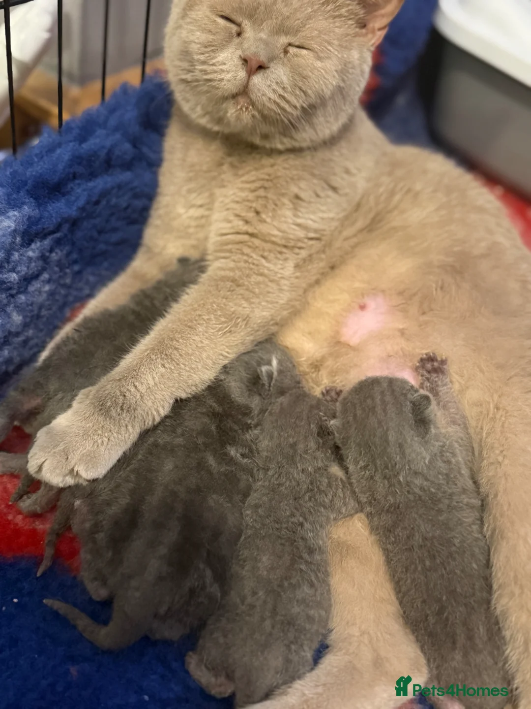 British Shorthair cats for sale: Beautiful blue British shorthair  - Advert 2