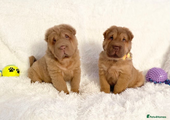 Shar Pei dogs - Advert 5