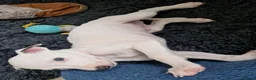 Whippet dogs for sale: Heart and DNA tested Blue Parti Whippet Puppies. - Advert 5