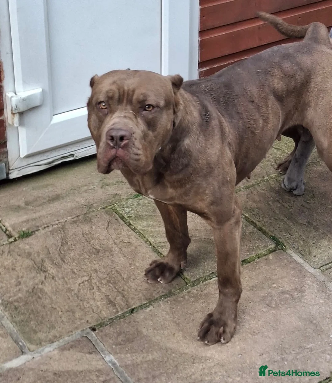 Mixed Breed dogs for sale: Andante Bandog x Strajano Cane Corso Puppies - Advert 12