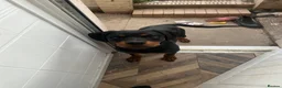 Rottweiler dogs for sale: 6 MONTH BOY ROTWEILLER  - Advert 2