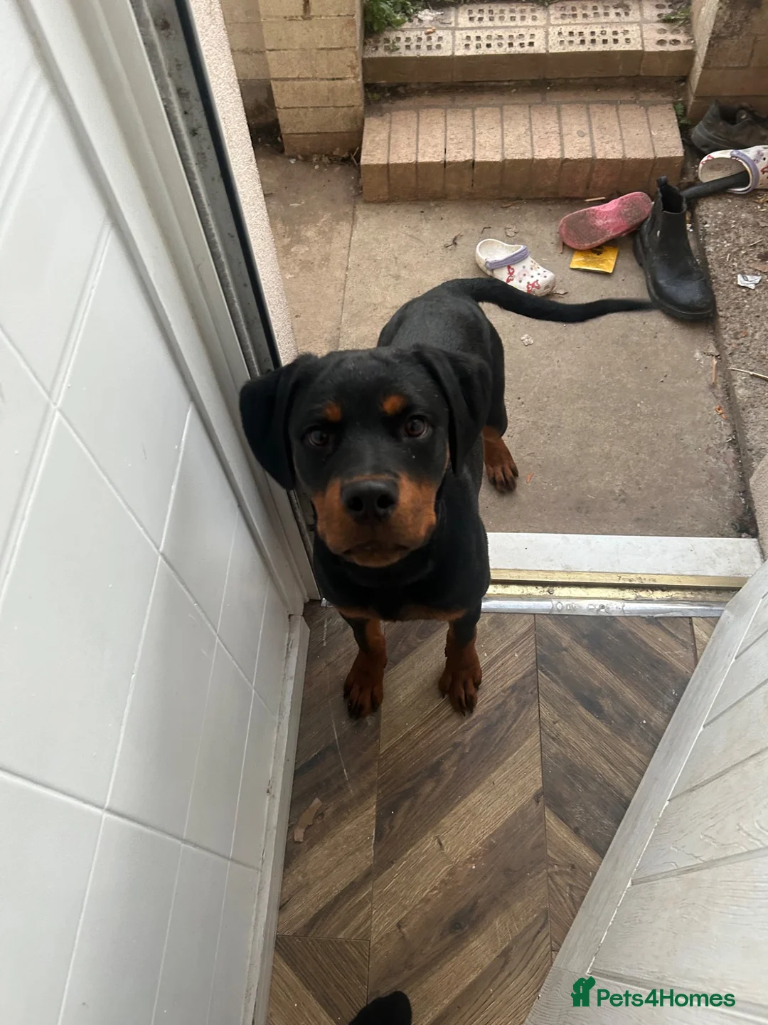 Rottweiler dogs for sale: 6 MONTH BOY ROTWEILLER  - Advert 2