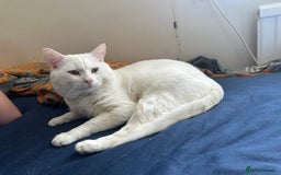 Domestic Shorthair cats for sale: female white cat in Taunton - Image 5