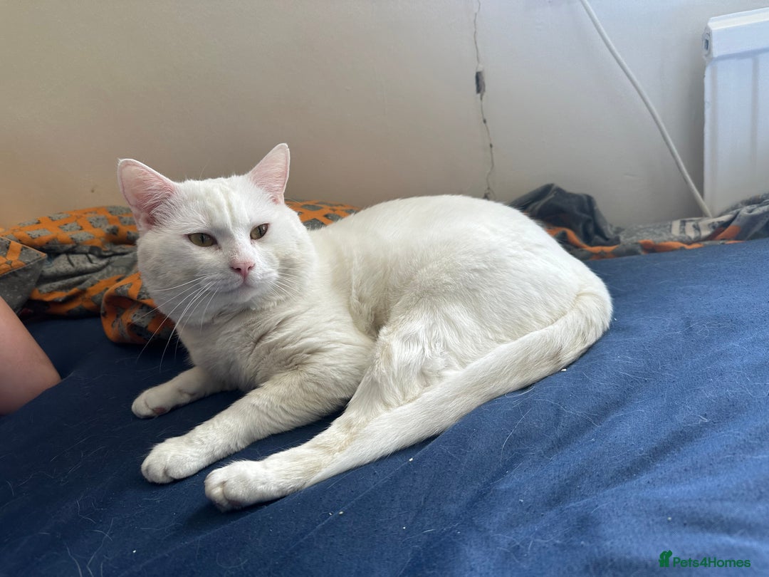 Domestic Shorthair cats for sale: female white cat in Taunton - Image 5
