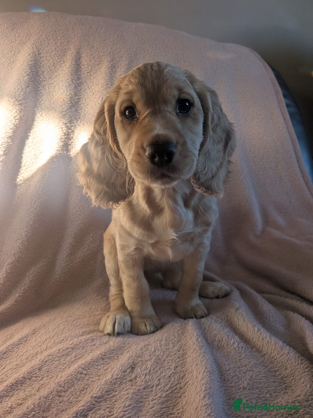 Cocker Spaniel dogs for sale: Cocker spaniels  - Advert 5