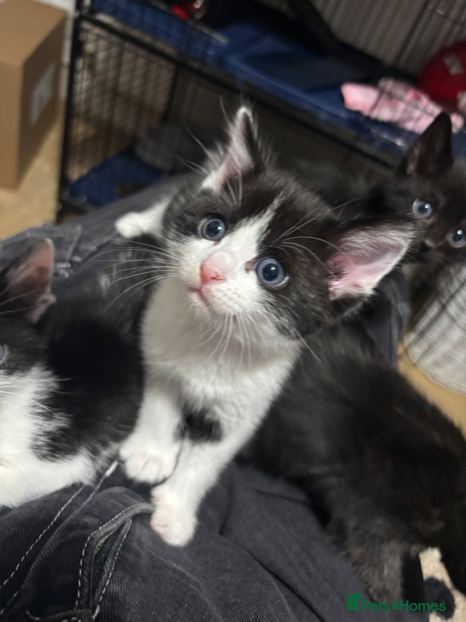 Mixed Breed cats Kittens - Advert 1