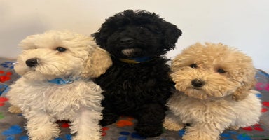Cavapoo dogs - Advert 6