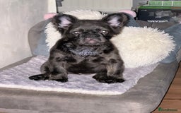 French Bulldog dogs for sale: Black fluffy French bulldog female  - Image 4