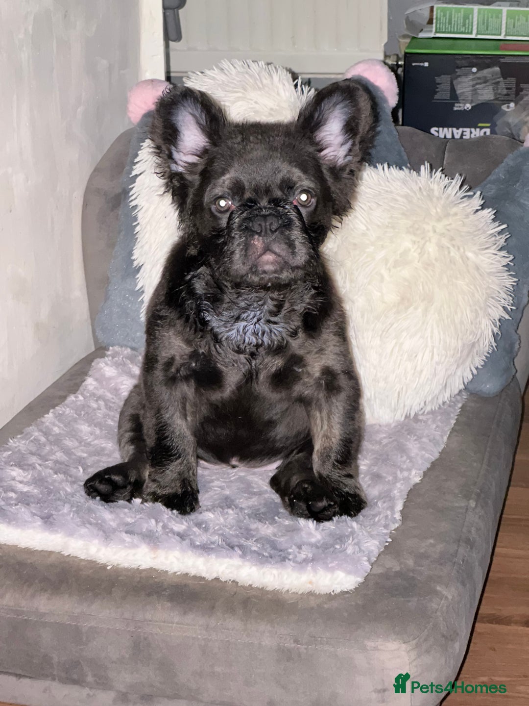 French Bulldog dogs for sale: Black fluffy French bulldog female  - Image 4
