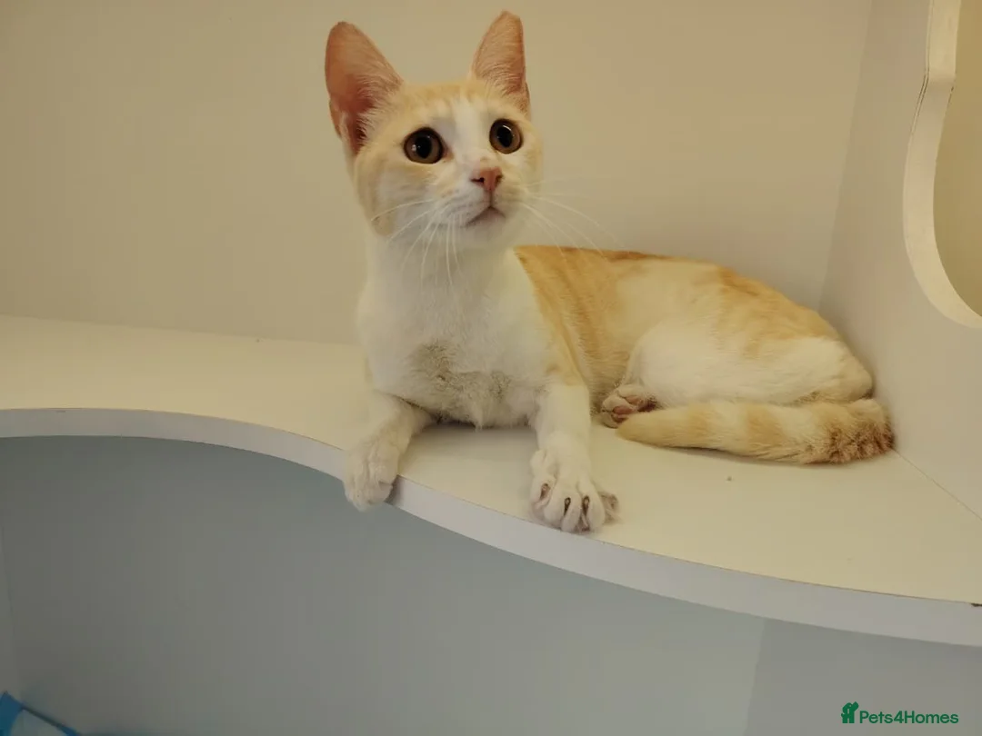 Mixed Breed cats for adoption: [Indoors Only] Honey - Affectionate sweetheart - Advert 6